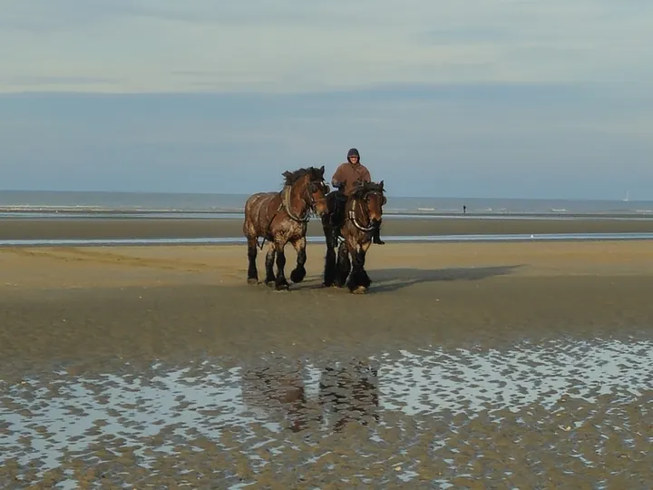 Oostnieuwkerke duinen wandeling in de koude (België)